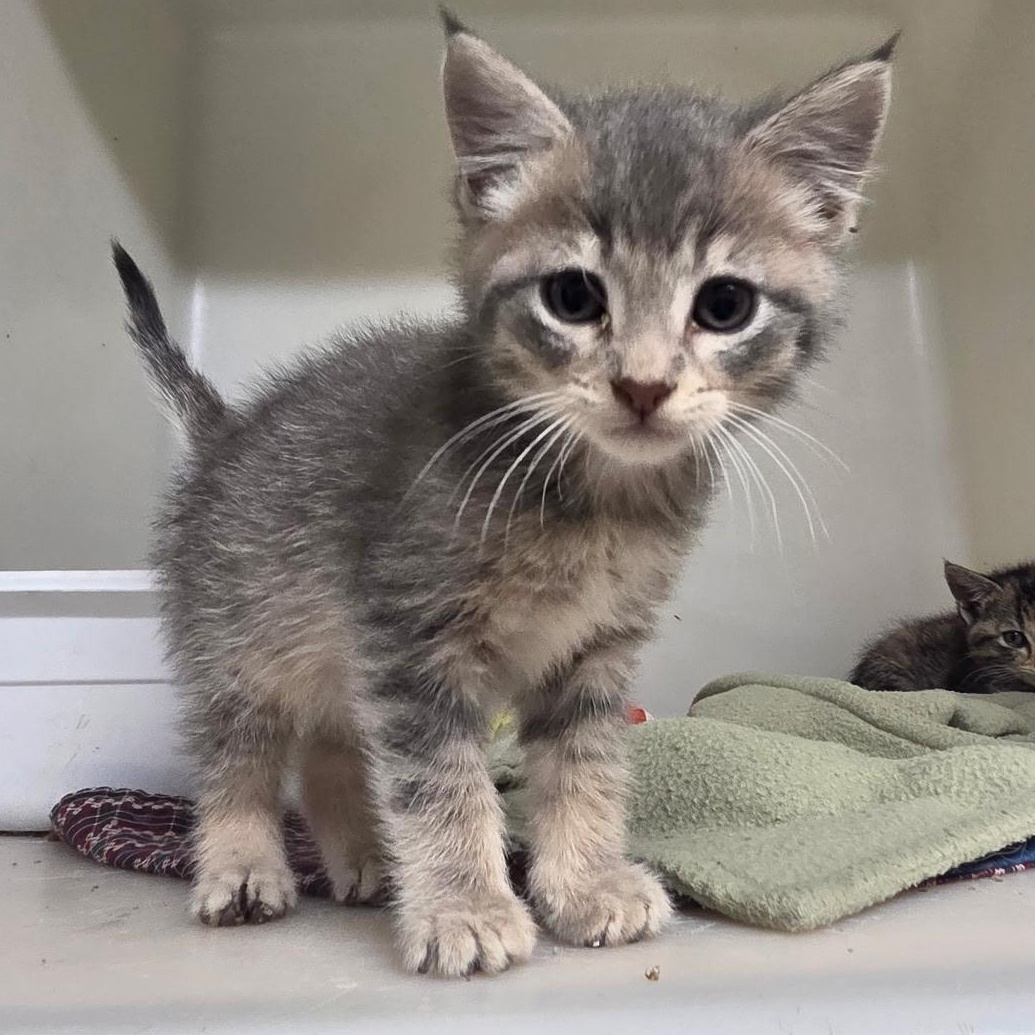 Hayes, adopted, Kitten Male Domestic Short Hair.