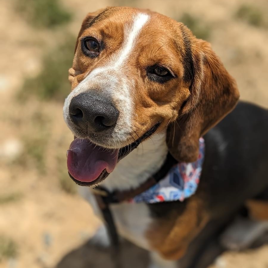 Barkley (ID 42696/ 1732)