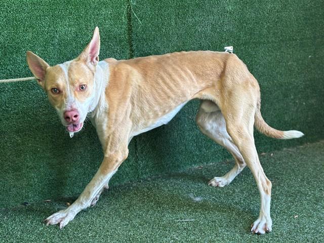 JUSTIN, Adoptable, Young Male Pit Bull Terrier.