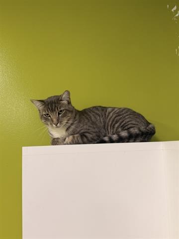 Enlarge MR. GREY, a Adoptable Domestic Short Hair in San Martin, CA image 1/1
