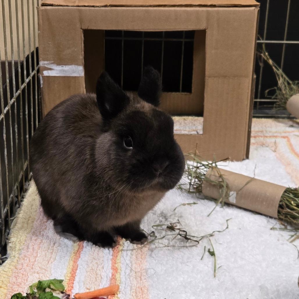 Edmond, Adoptable, Adult Male Netherland Dwarf.