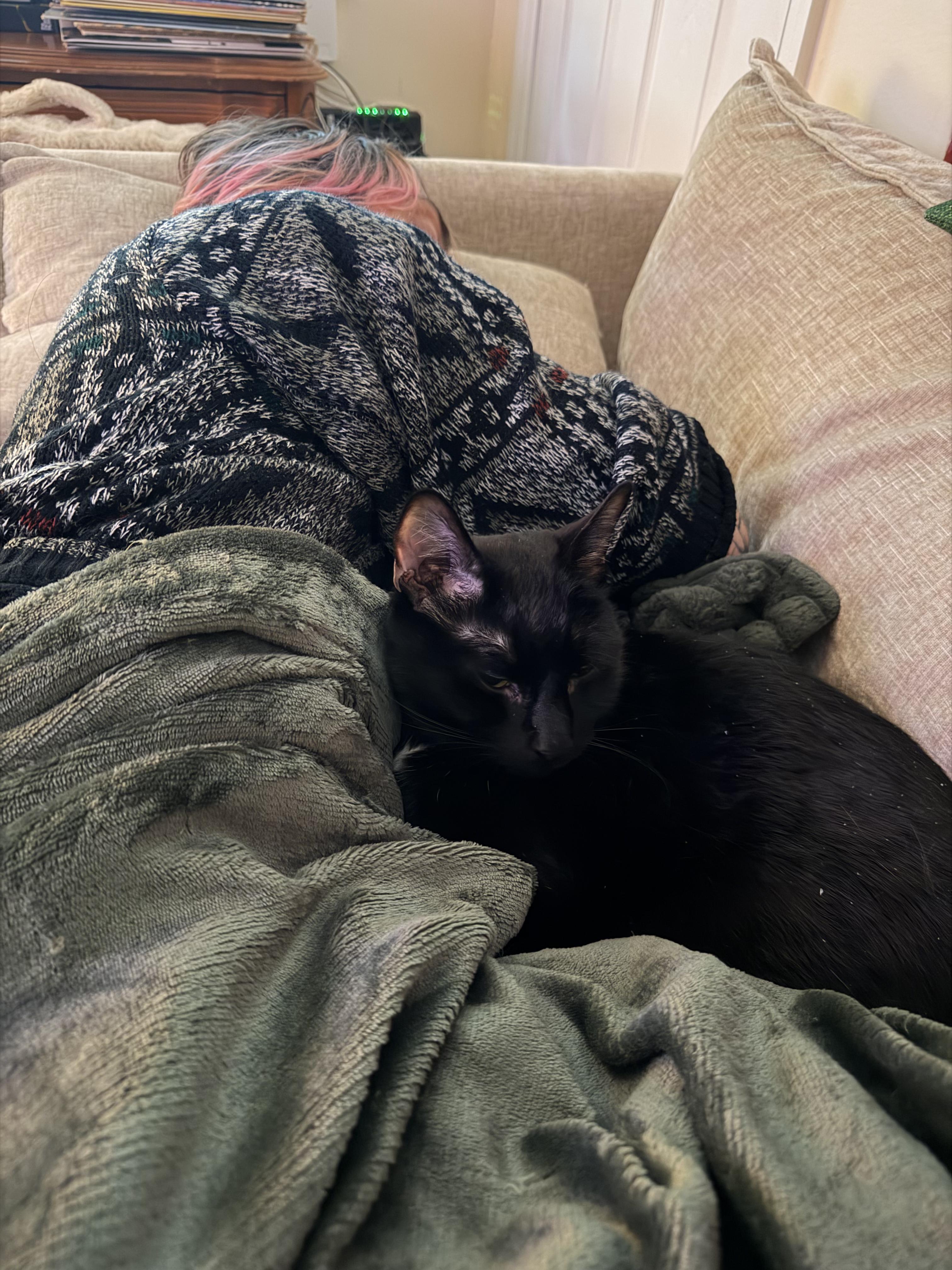 Enlarge Arson, an adopted Domestic Short Hair in Brooklyn, NY image 5/5