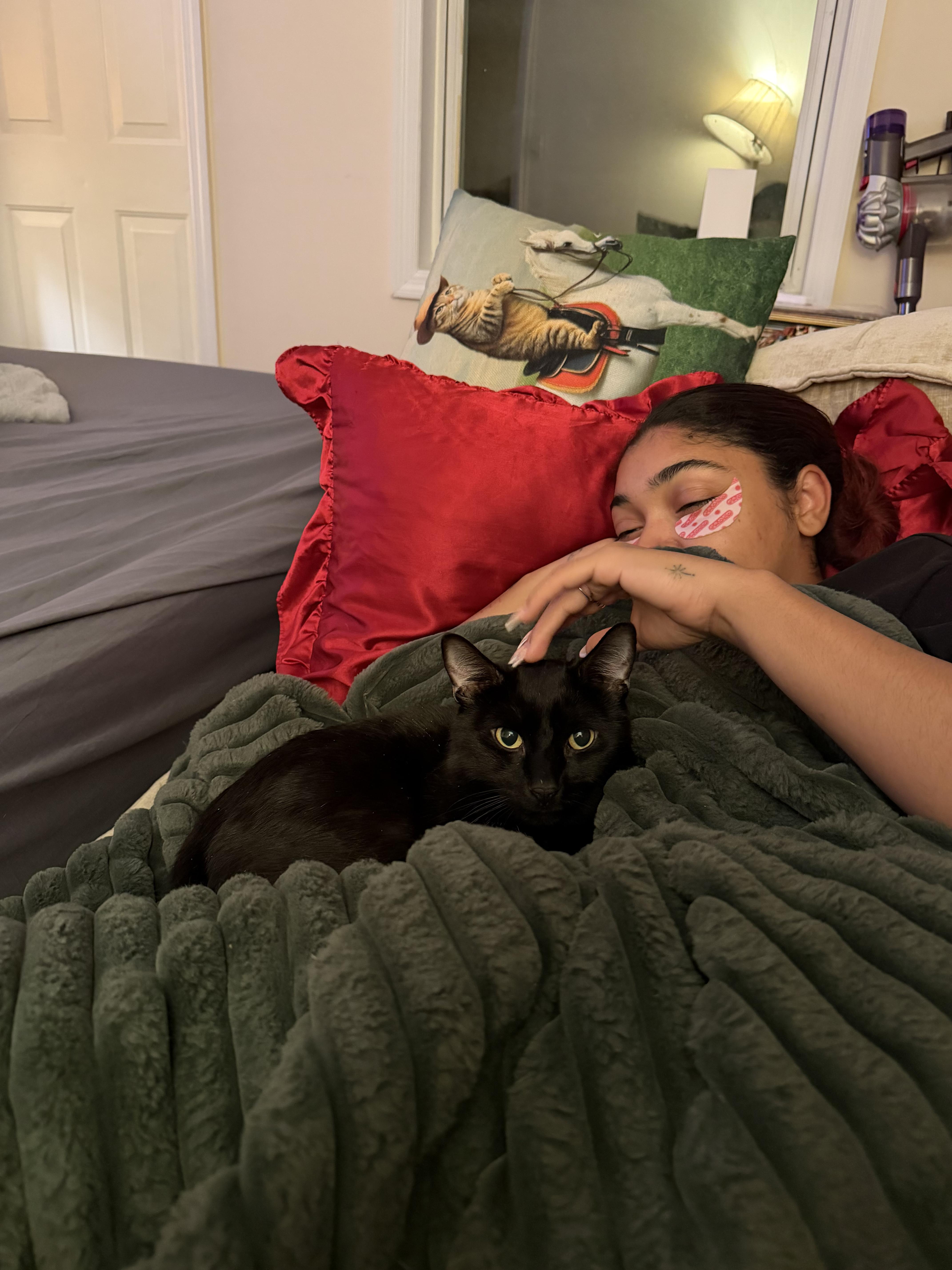 Enlarge Arson, an adopted Domestic Short Hair in Brooklyn, NY image 3/5