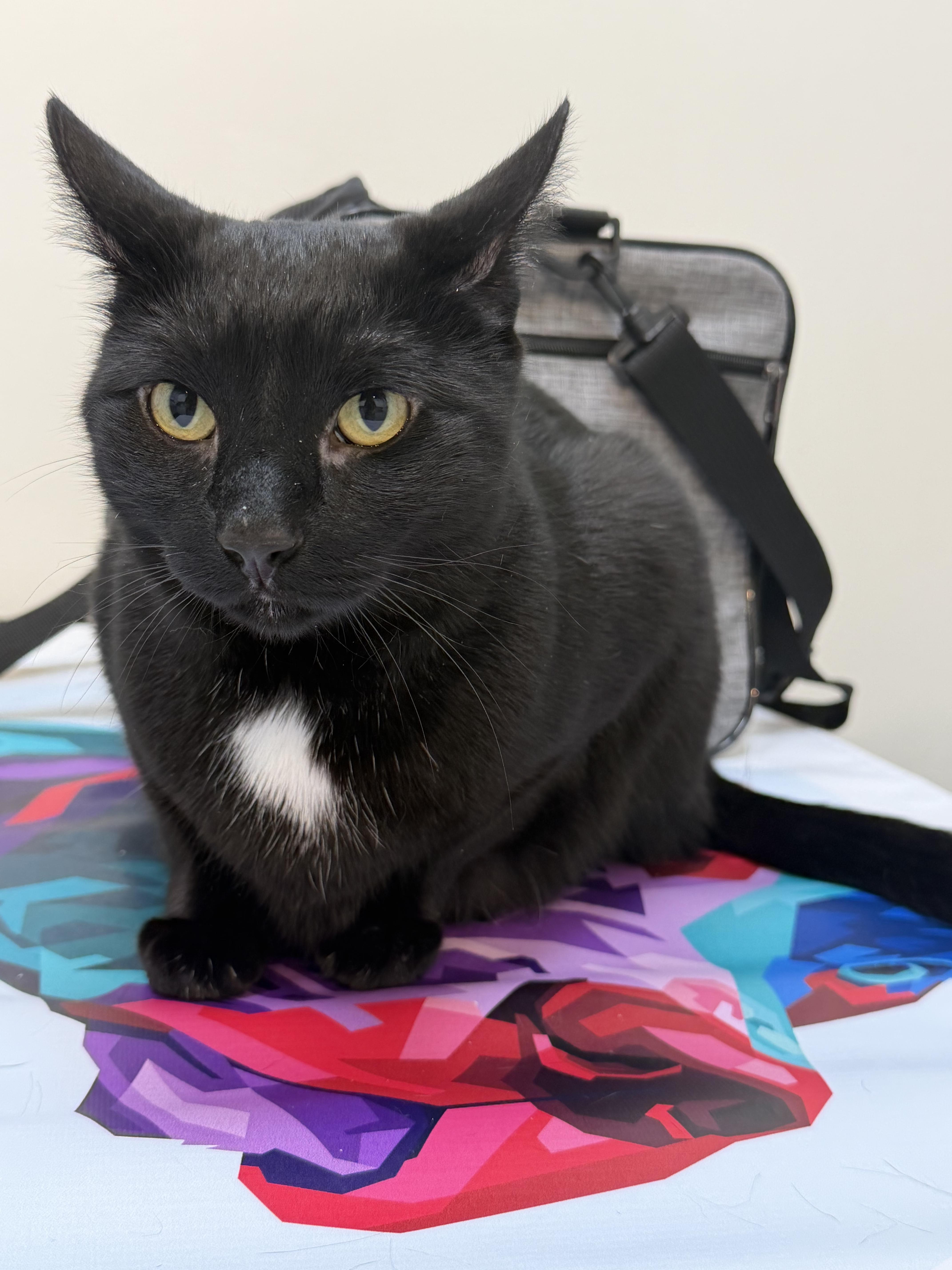 Enlarge Arson, an adopted Domestic Short Hair in Brooklyn, NY image 1/5