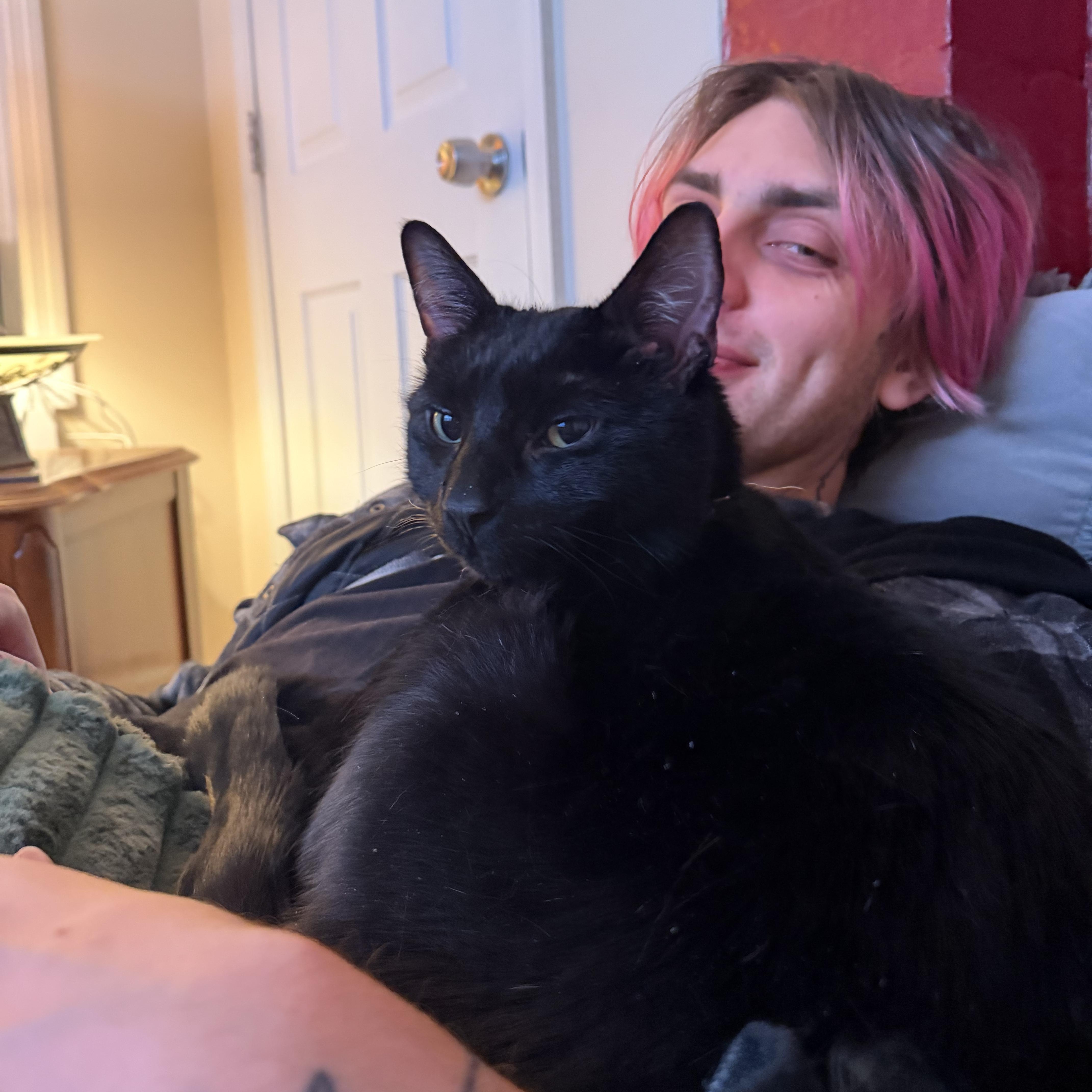 Enlarge Arson, an adopted Domestic Short Hair in Brooklyn, NY image 2/5