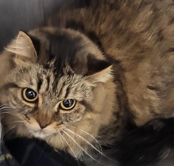 Betty, an adoptable Domestic Long Hair in Homer, AK, 99603 | Photo Image 1