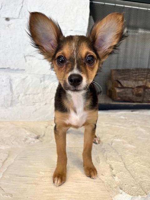 Enlarge Marcie, an adopted mixed breed in Tyler, TX image 1/3