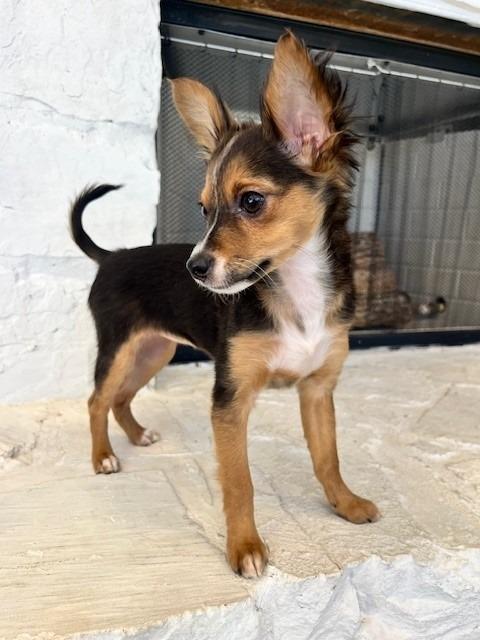 Enlarge Marcie, an adopted mixed breed in Tyler, TX image 2/3