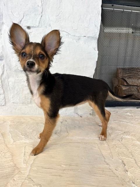 Enlarge Marcie, an adopted mixed breed in Tyler, TX image 3/3