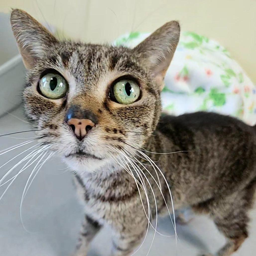 Mittens, a Adoptable Domestic Short Hair in Lakewood, CO image 1/4