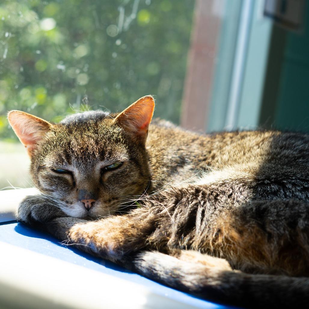 Mittens, a Adoptable Domestic Short Hair in Lakewood, CO image 2/4