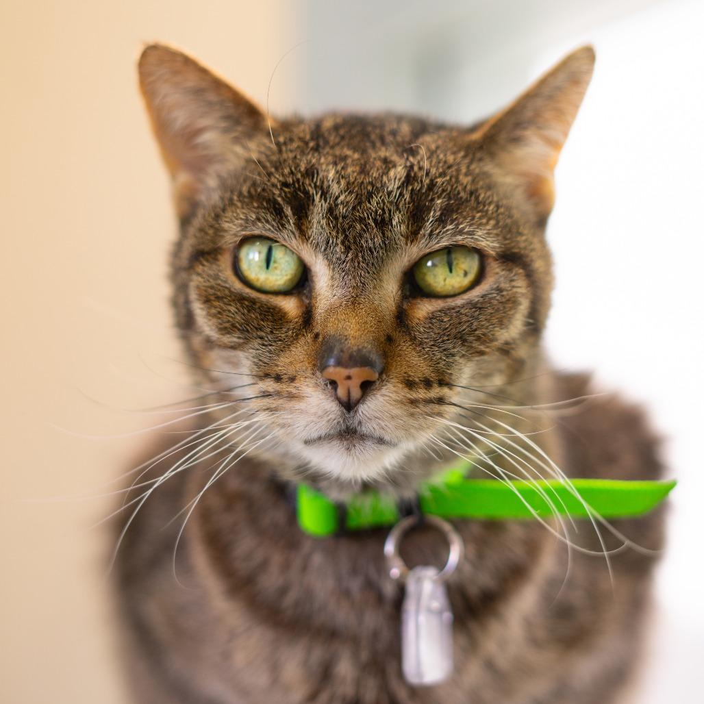 Mittens, a Adoptable Domestic Short Hair in Lakewood, CO image 3/4