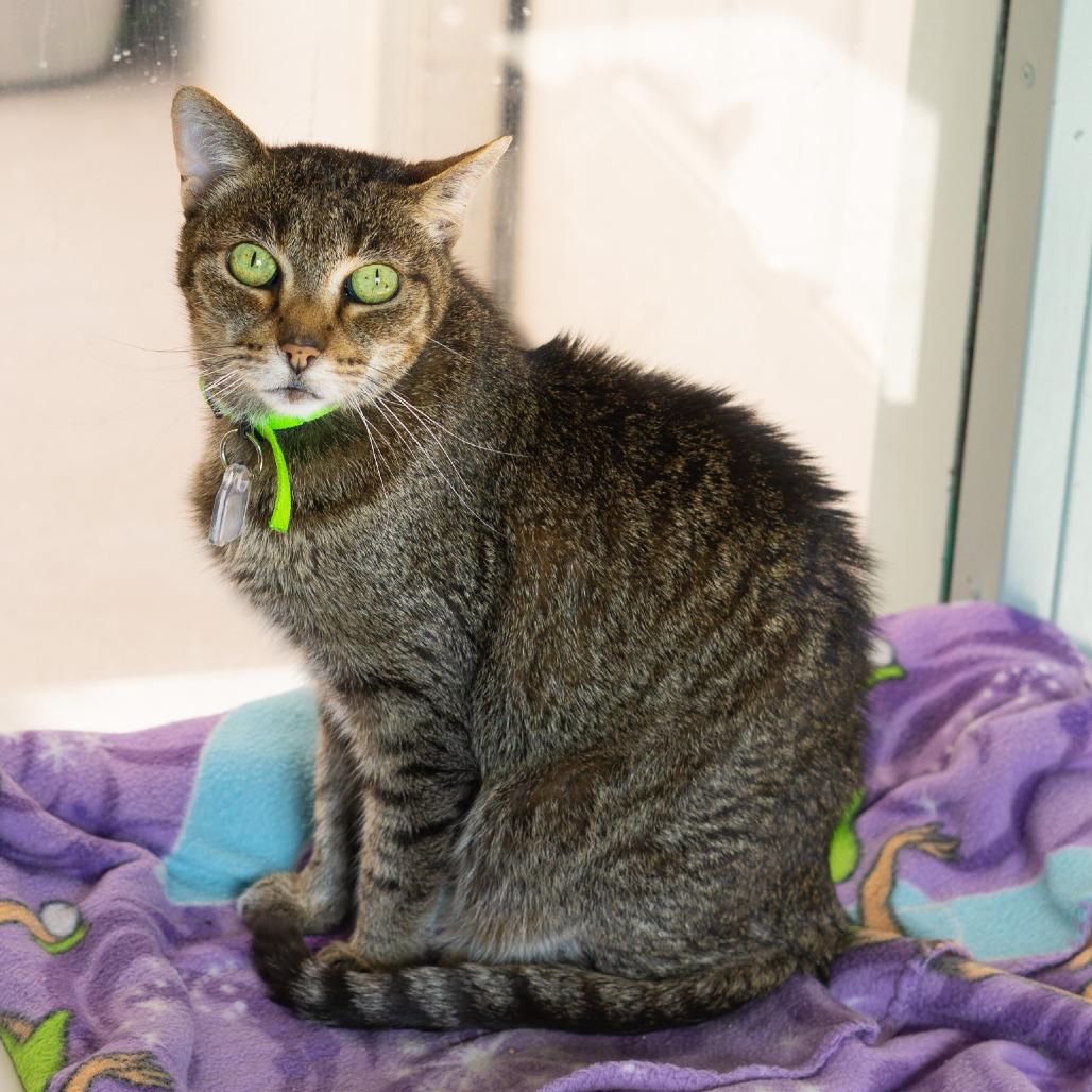 Enlarge Mittens, a Adoptable Domestic Short Hair in Lakewood, CO image 4/5