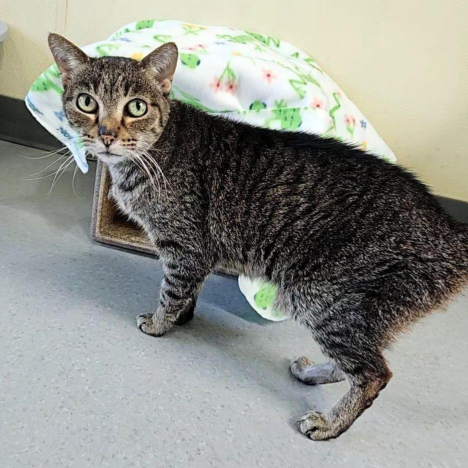 Mittens, a Adoptable Domestic Short Hair in Lakewood, CO image 4/4