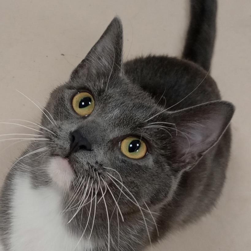 Mittens, Adoptable, Young Male Domestic Short Hair & Domestic Short Hair.