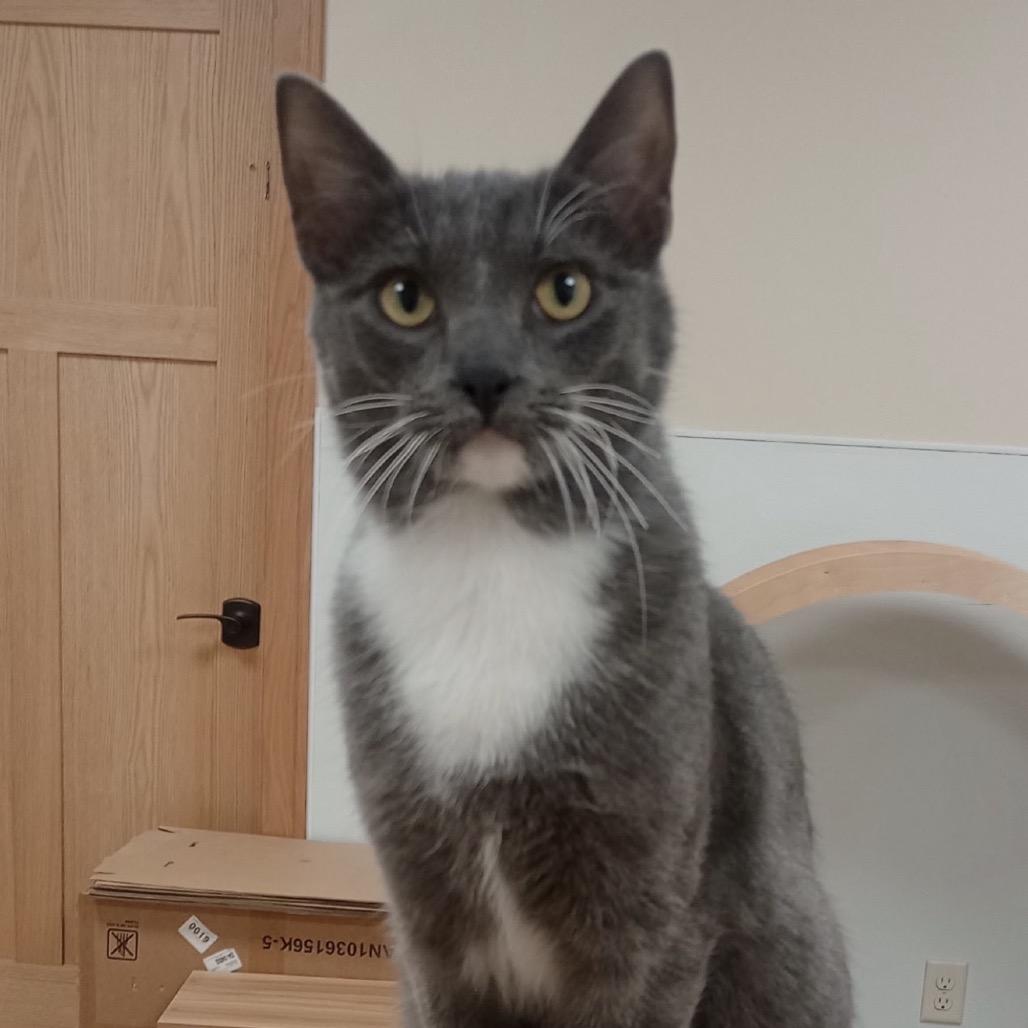 Enlarge Mittens, a Adoptable mixed breed in Grand Rapids, MN image 2/3