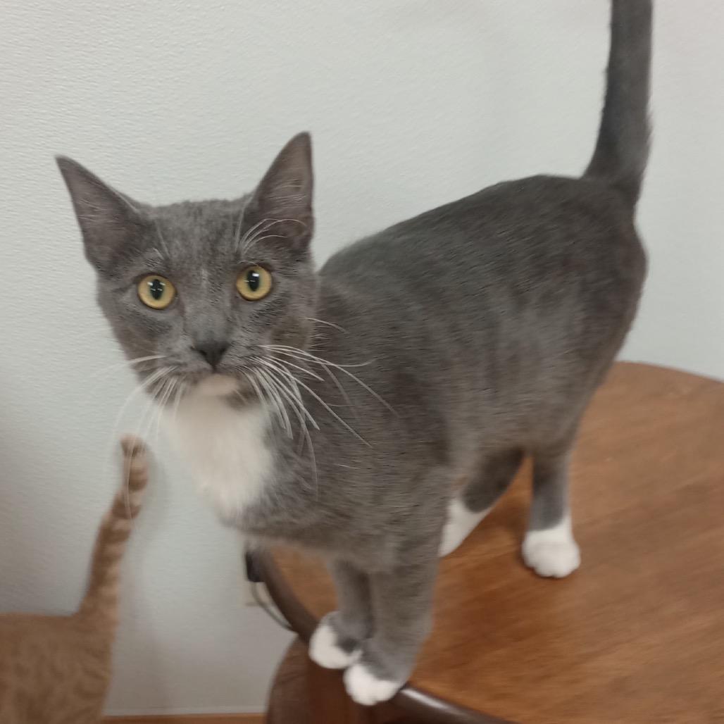 Enlarge Mittens, a Adoptable mixed breed in Grand Rapids, MN image 3/3