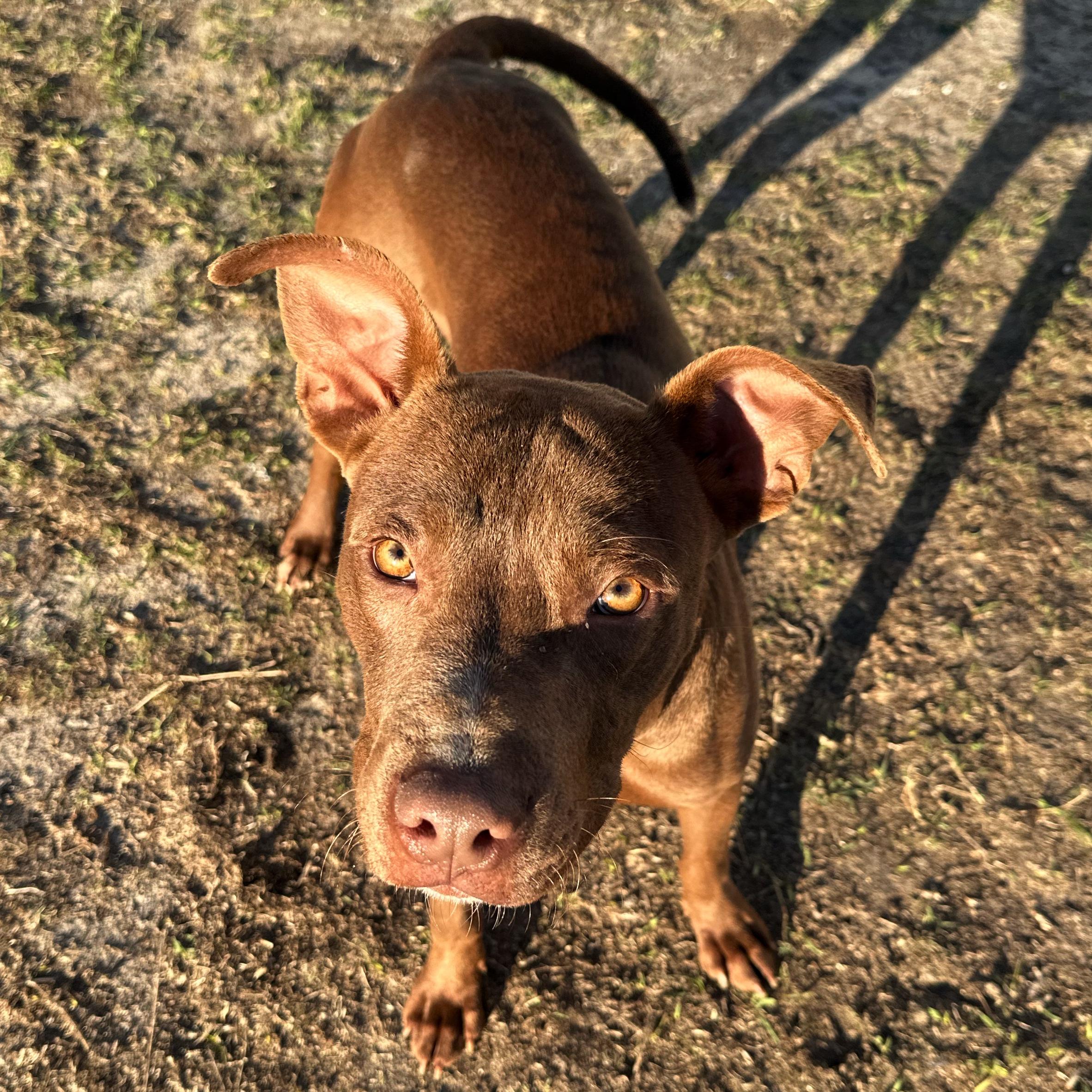 Yeti, a ADOPTABLE mixed breed in Valdosta, GA image 1/2