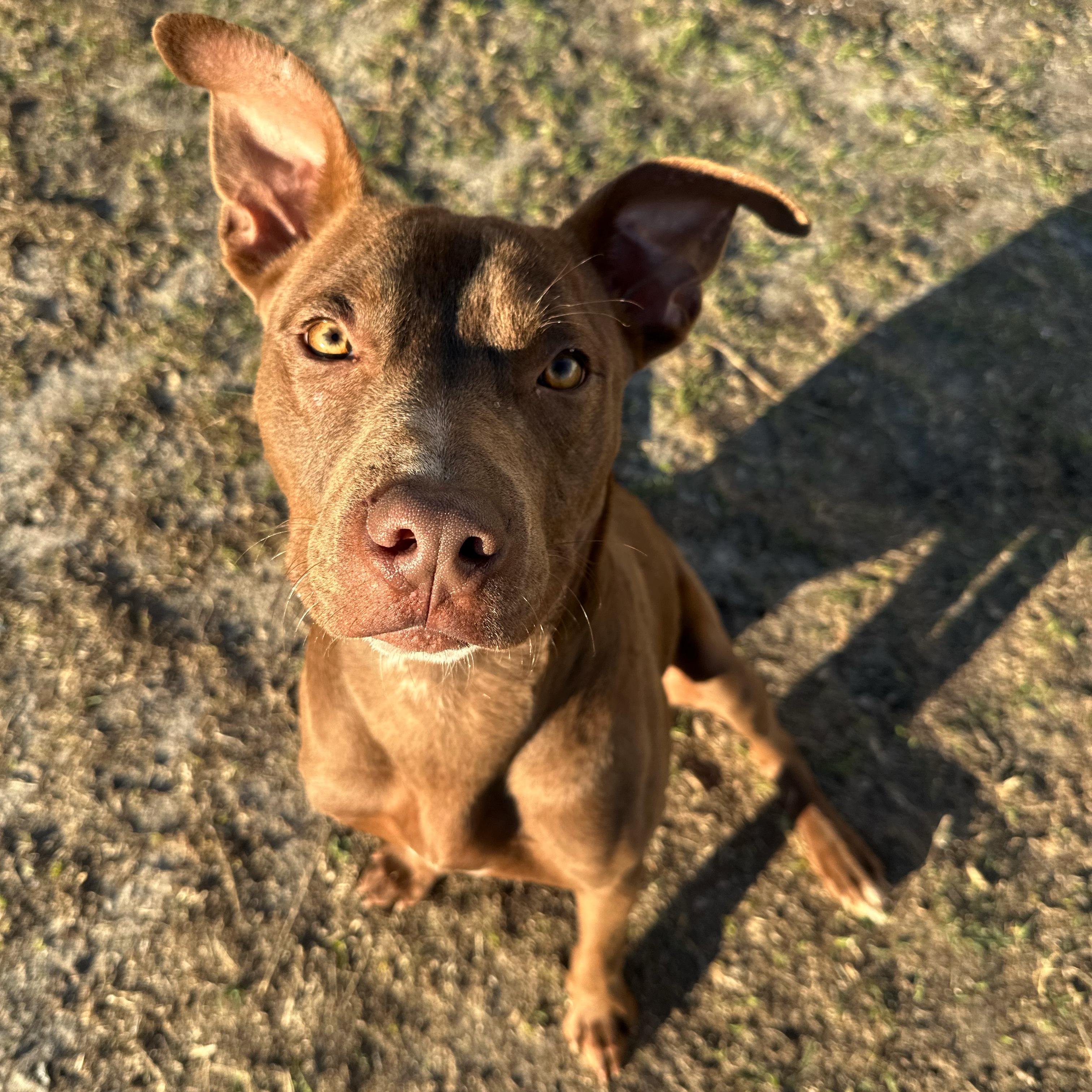 Yeti, a ADOPTABLE mixed breed in Valdosta, GA image 2/2