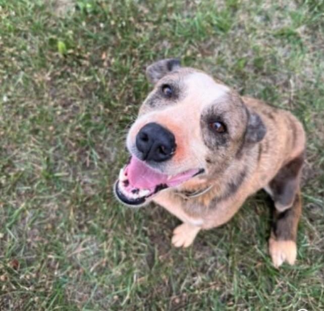 Major, a ADOPTABLE mixed breed in Mount Airy, NC image 2/4