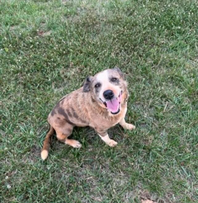 Major, a ADOPTABLE mixed breed in Mount Airy, NC image 4/4