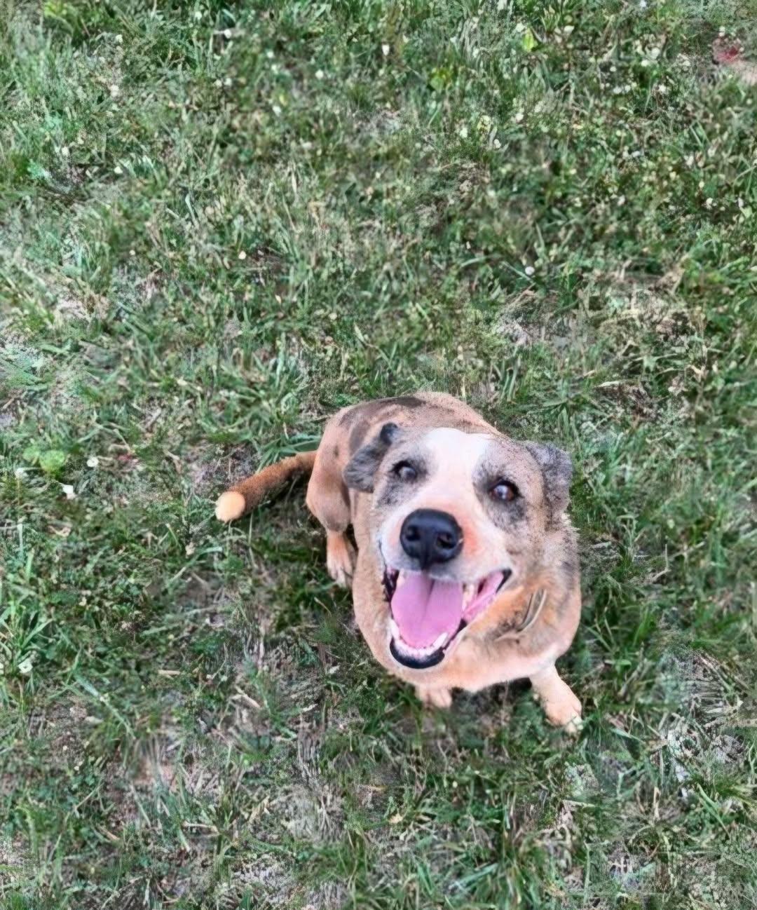 Major, a ADOPTABLE mixed breed in Mount Airy, NC image 3/4