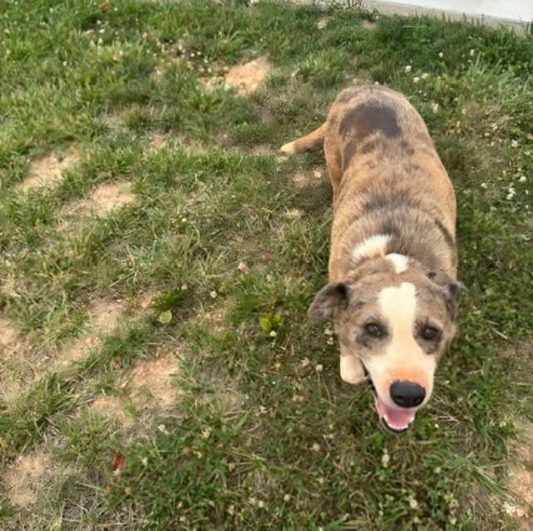 Major, a ADOPTABLE mixed breed in Mount Airy, NC image 1/4