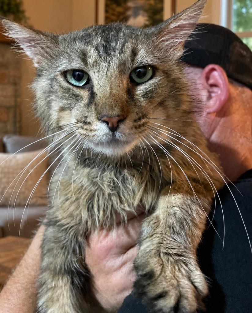 Mr Muffin, Adoptable, Adult Male Domestic Medium Hair.