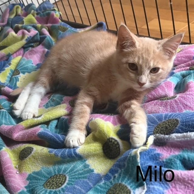 Photo of Milo