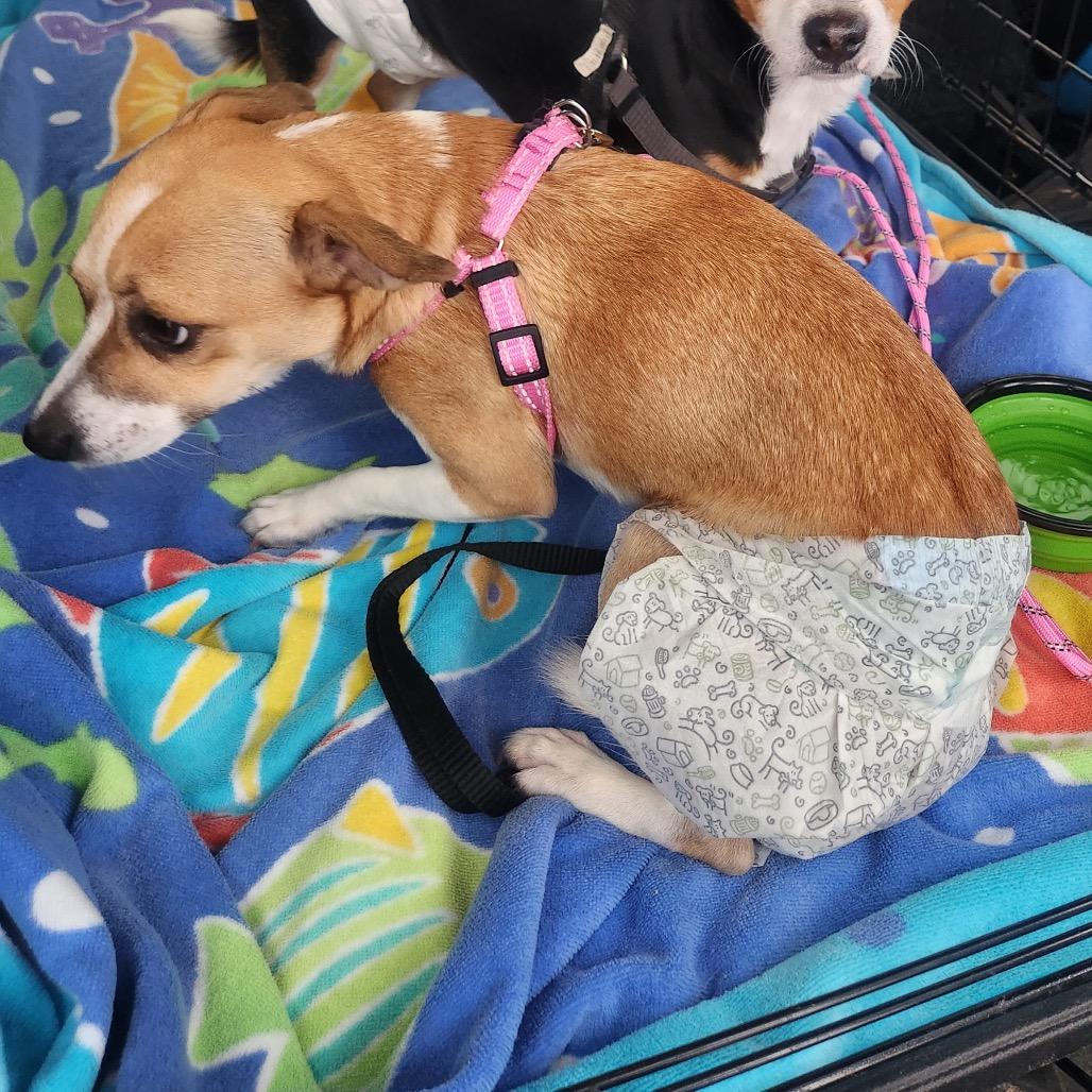 Duchess, Adoptable, Young Female Chihuahua & Mixed Breed.