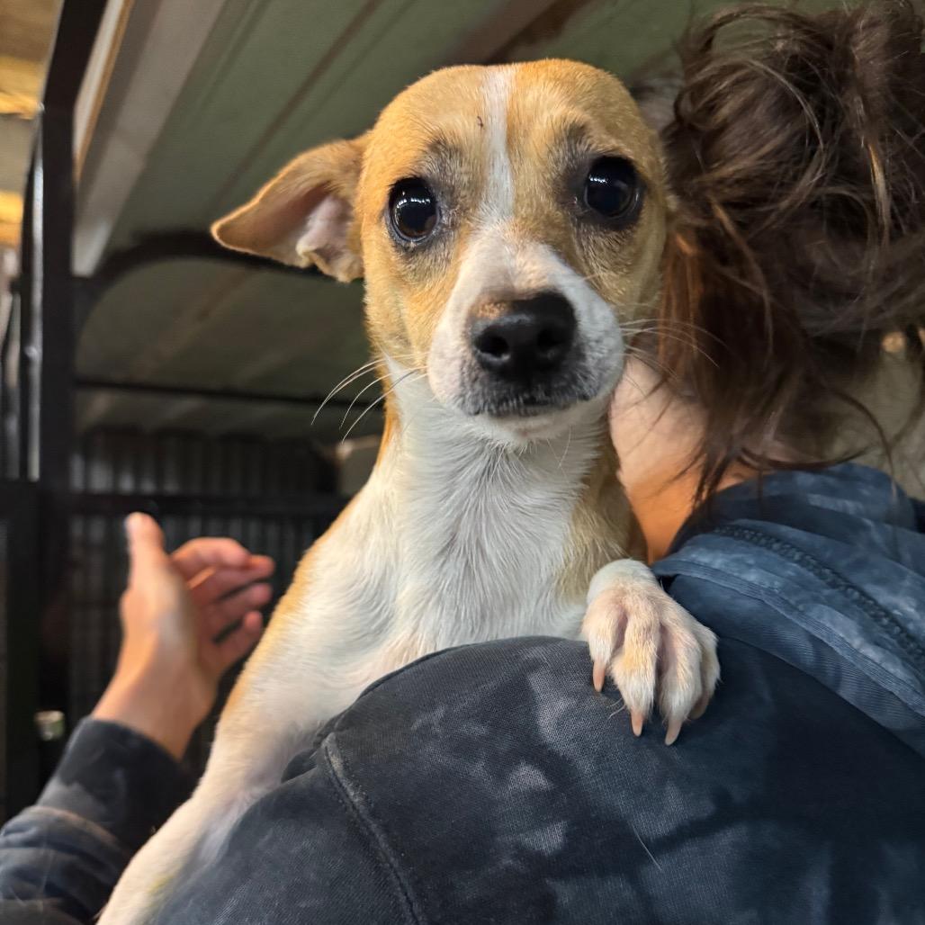 Enlarge Duchess, a Adoptable mixed breed in Tacoma, WA image 3/3