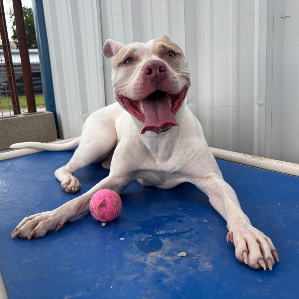 Radar, a Adoptable Pit Bull Terrier in Springtown, TX image 1/4