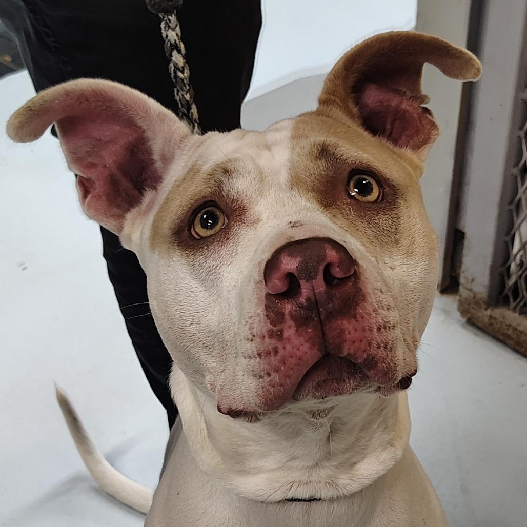 Radar, Adoptable, Adult Female Pit Bull Terrier.