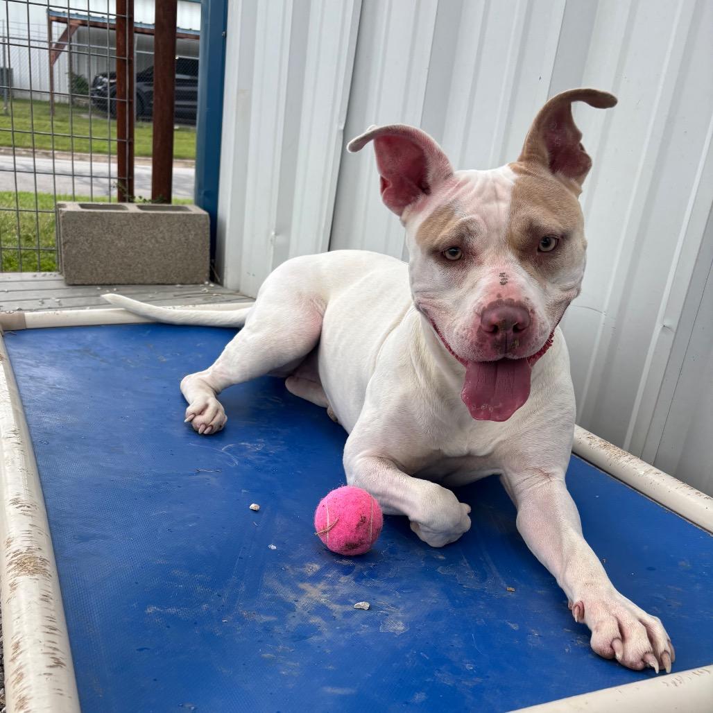 Radar, a Adoptable Pit Bull Terrier in Springtown, TX image 3/4