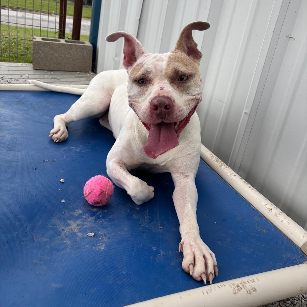 Radar, a Adoptable Pit Bull Terrier in Springtown, TX image 4/4