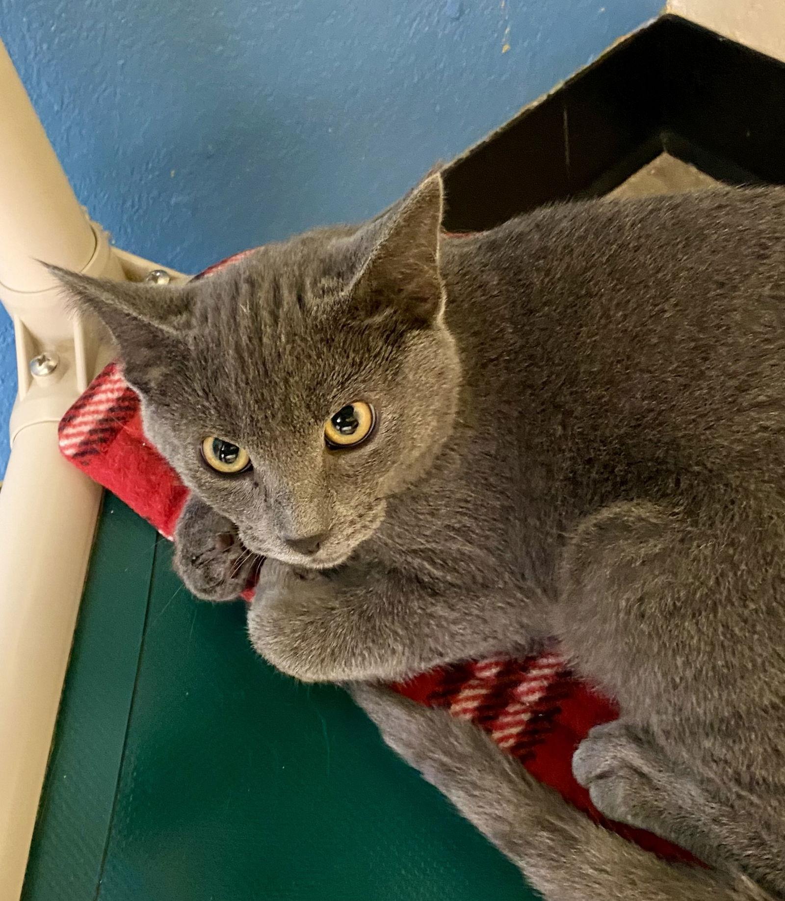 Flannel, Adoptable, Young Male Domestic Short Hair.