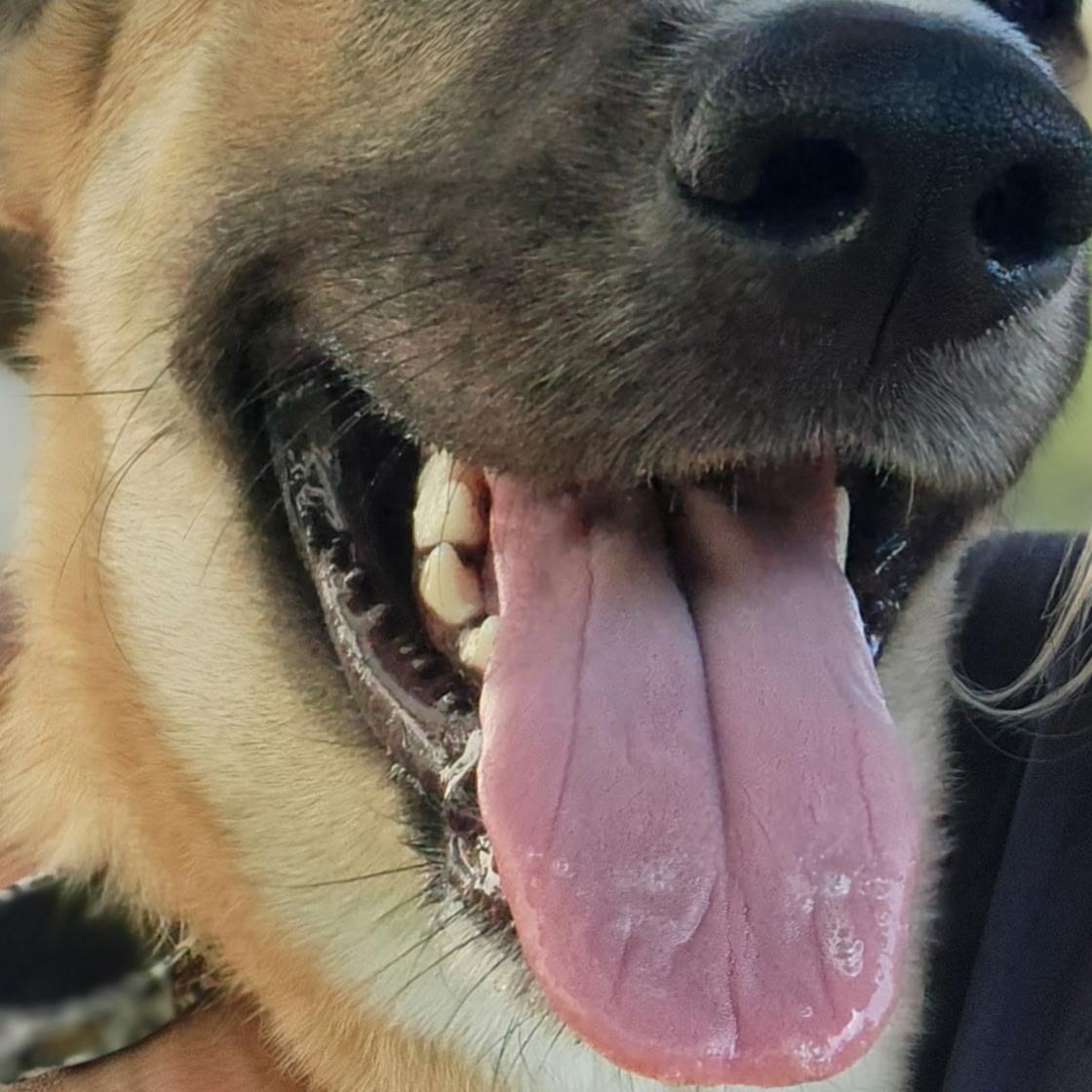 Enlarge Wonton, a ADOPTABLE mixed breed in Allen, TX image 5/5