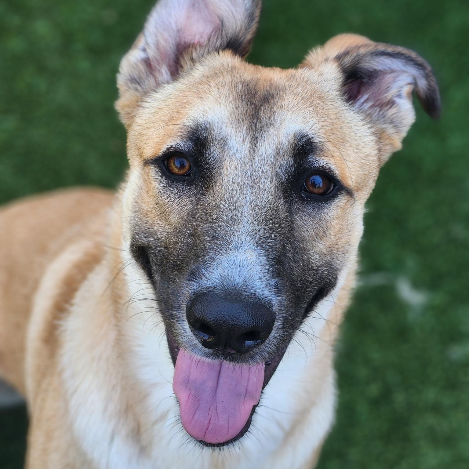Wonton, ADOPTABLE, Young Female Husky.