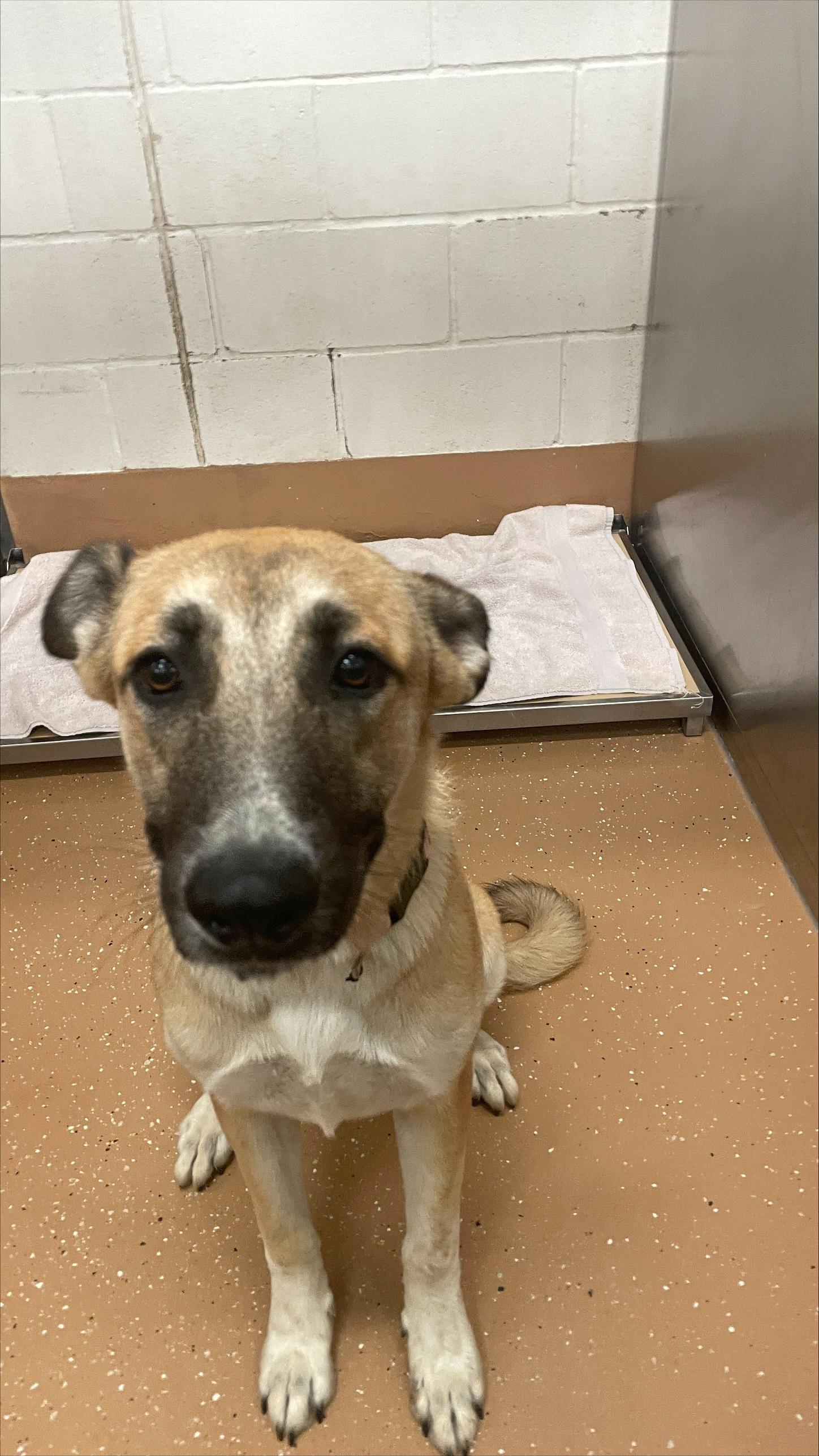 Enlarge Wonton, a ADOPTABLE mixed breed in Allen, TX image 4/5