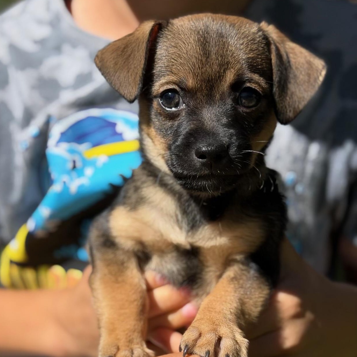 Enlarge Brownie, a Adoptable mixed breed in Redlands , CA image 1/4