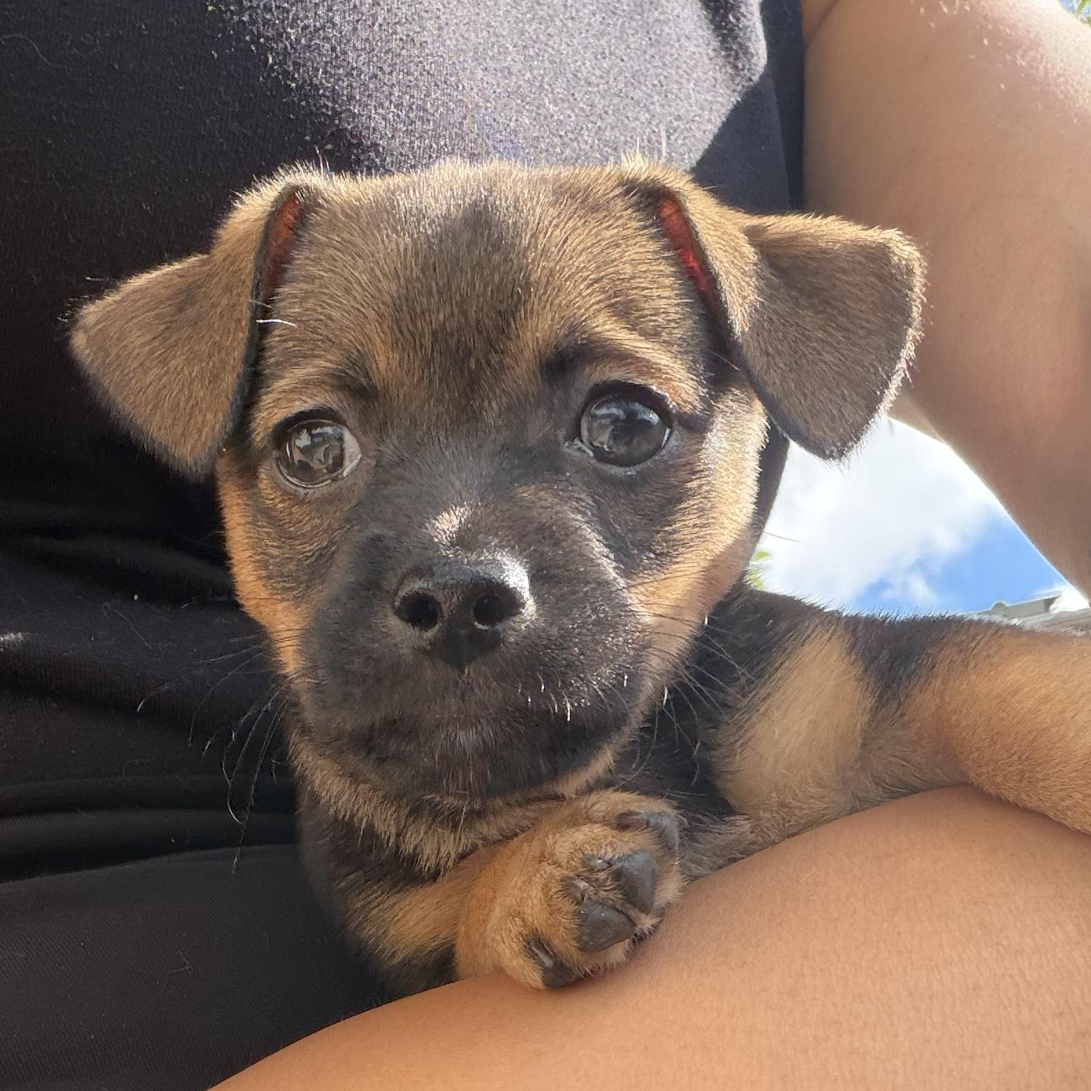 Enlarge Brownie, a Adoptable mixed breed in Redlands , CA image 4/4