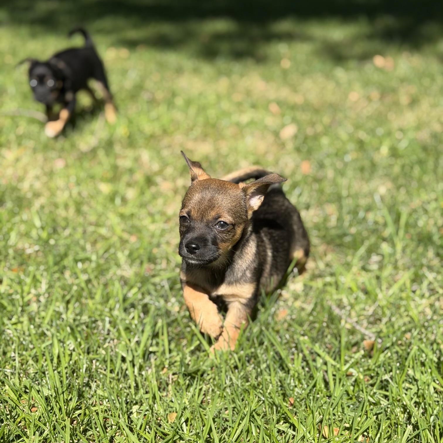 Enlarge Brownie, a Adoptable mixed breed in Redlands , CA image 2/4