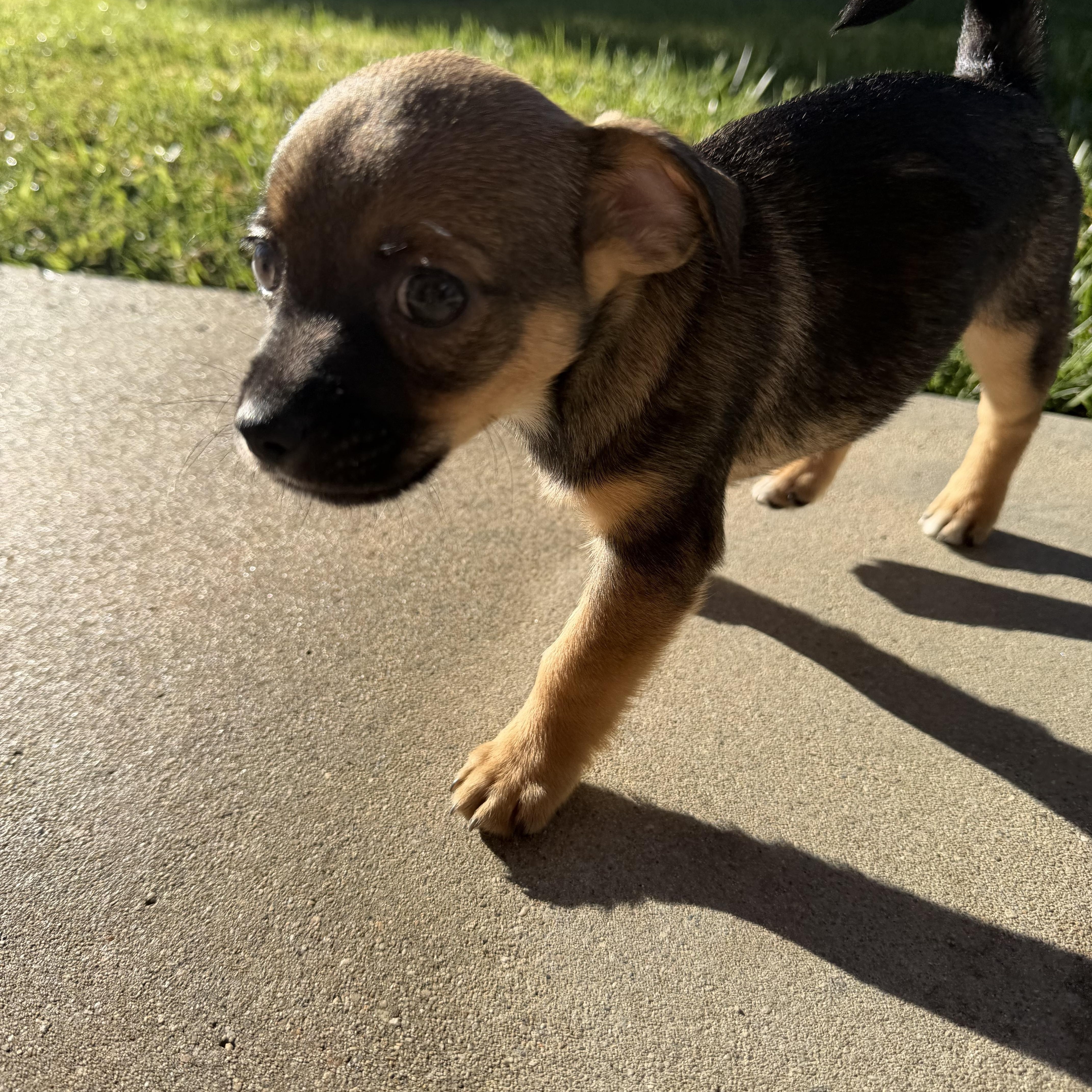 Enlarge Brownie, a Adoptable mixed breed in Redlands , CA image 3/4