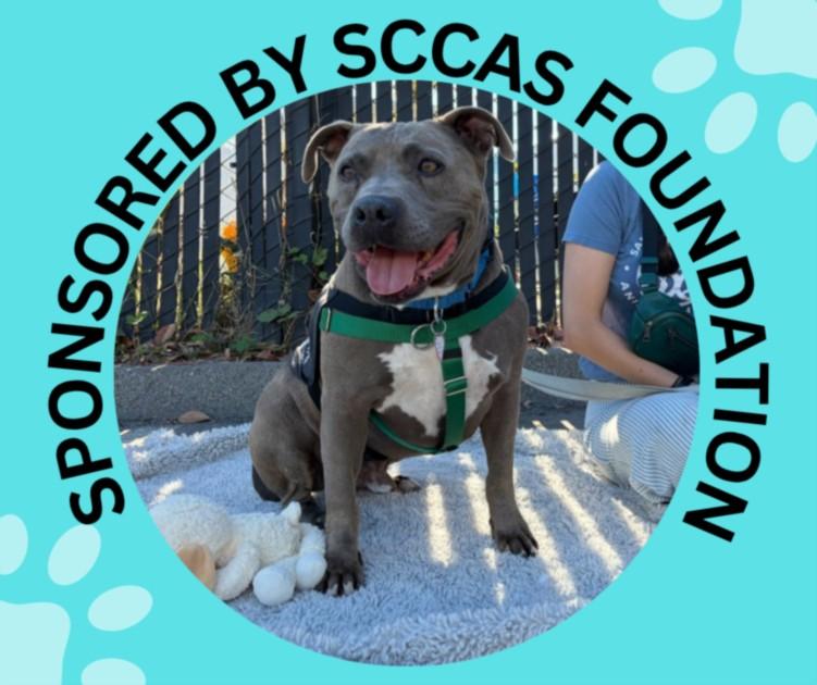 DORIAN, Adoptable, Adult Male Staffordshire Bull Terrier & Mixed Breed.