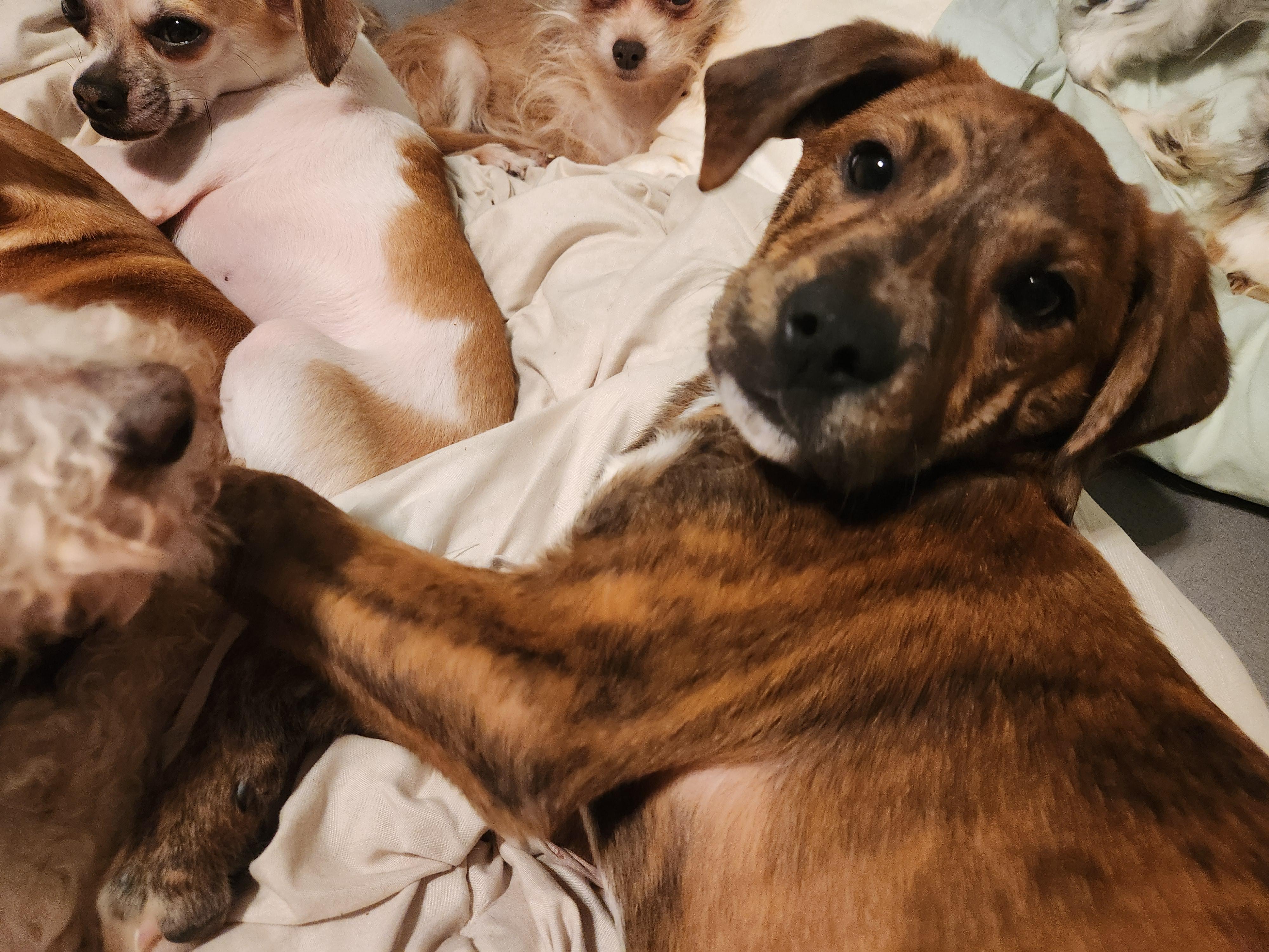 Pumpernickle, Adopted, Young Male Catahoula Leopard Dog.