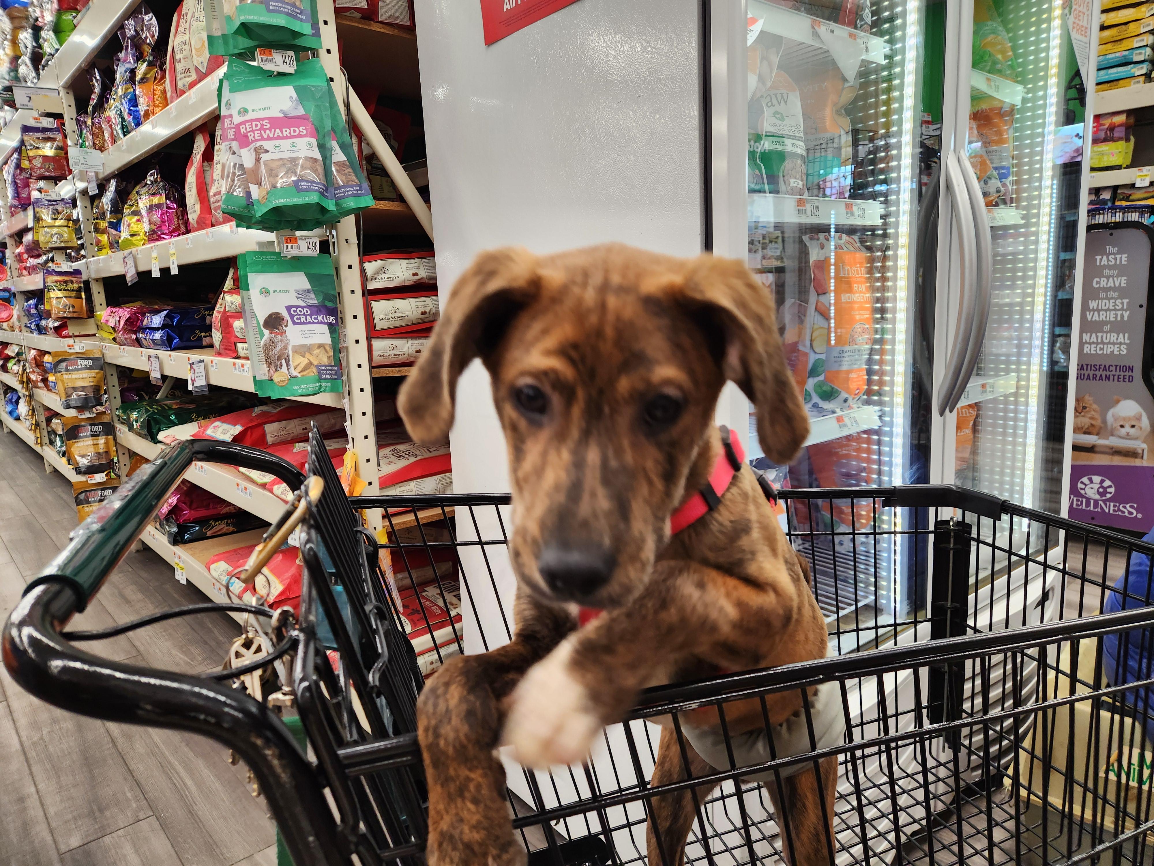 Enlarge Pumpernickle, a Adopted mixed breed in Granby, CT image 3/5