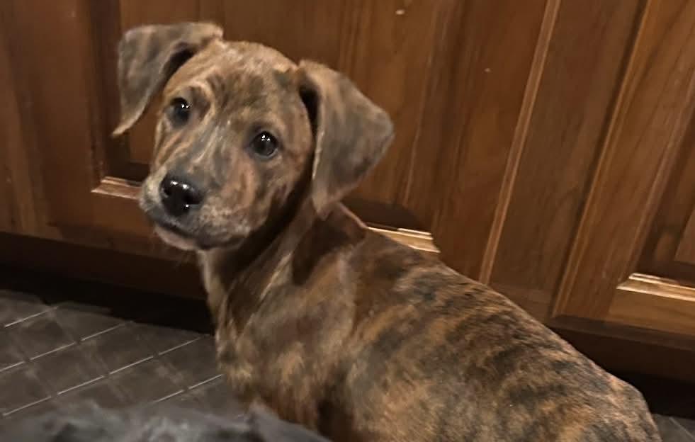 Enlarge Pumpernickle, a Adopted mixed breed in Granby, CT image 4/5