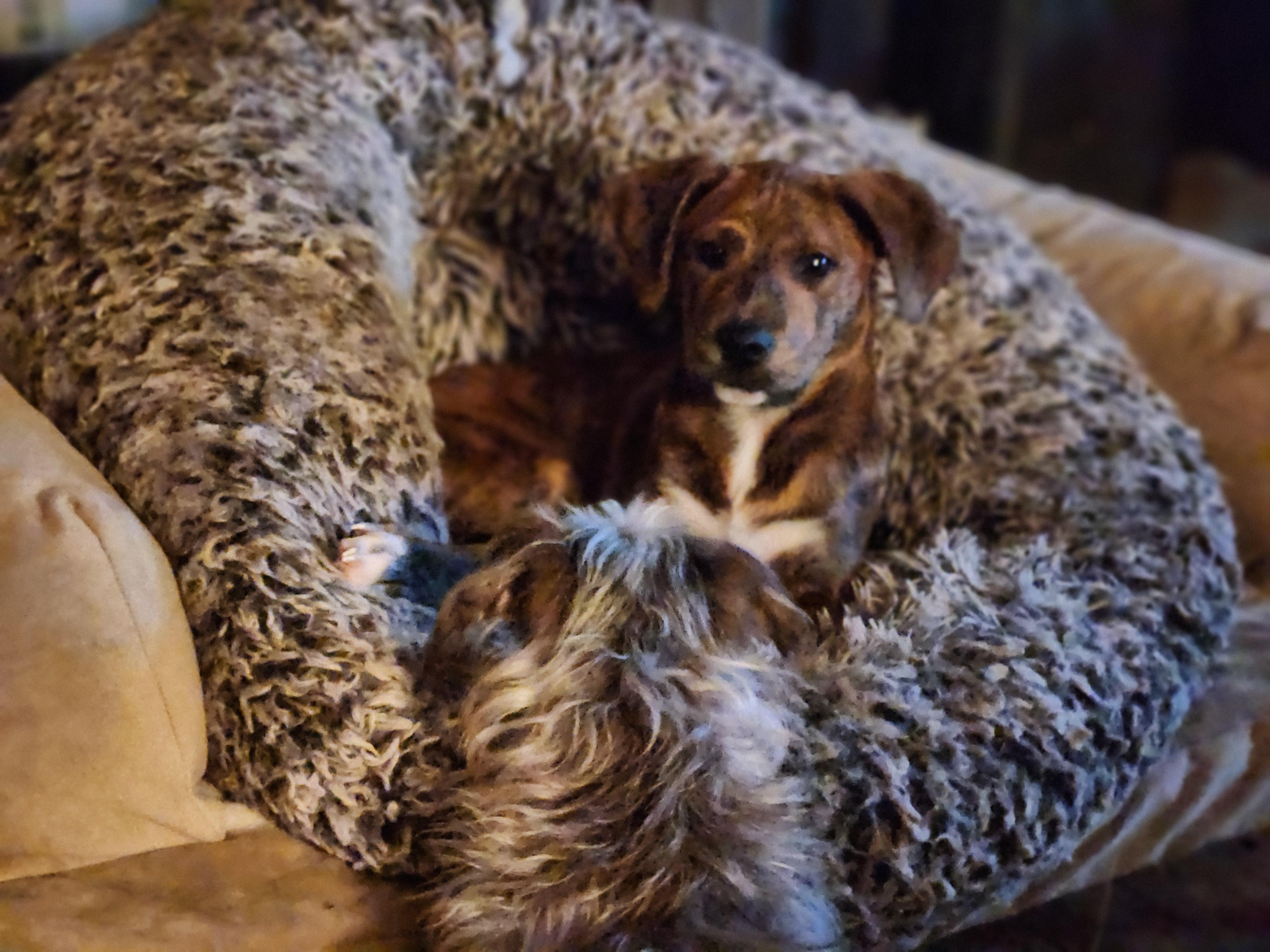 Enlarge Pumpernickle, a Adopted mixed breed in Granby, CT image 5/5