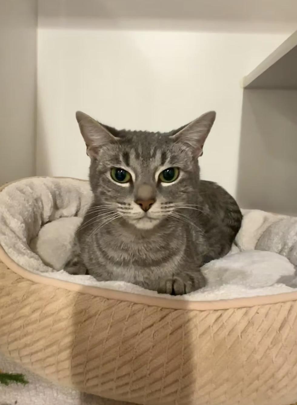 Luna Bee, ADOPTABLE, Young Female Domestic Short Hair.