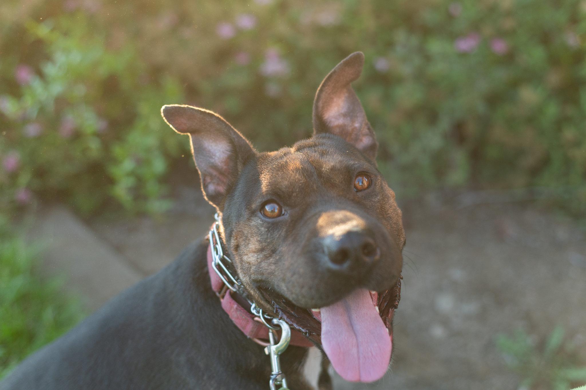 Shrimp, Adoptable, Adult Male Shar-Pei.